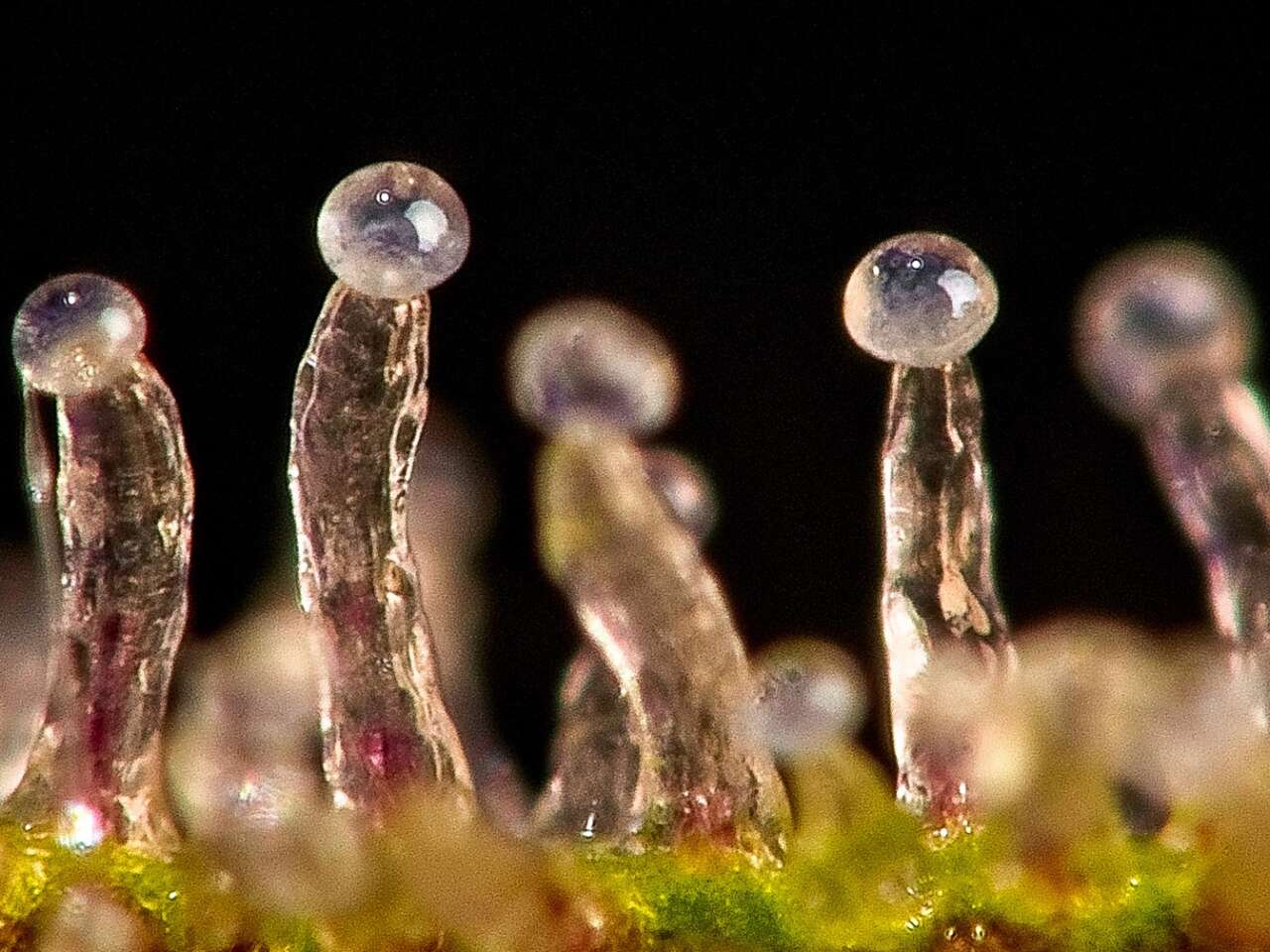 cómo se producen los tricomas