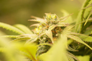 cooperativa de semillas de cannabis2