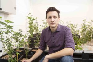 mejoramiento genético del cannabis2