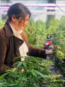 Uruguay exportación flores cannabis