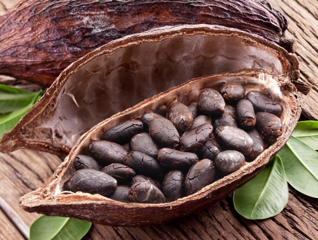 Cacao granos