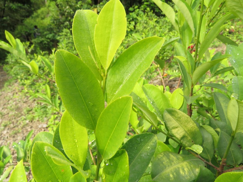 Coca hoja