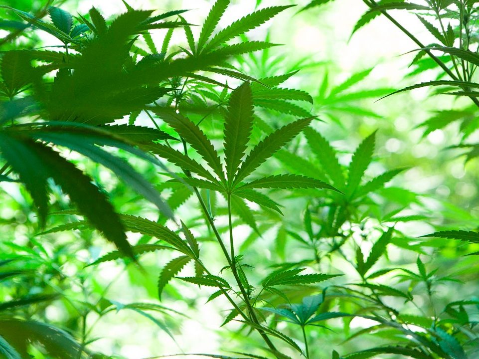 cultivo exterior de cannabis en tierra