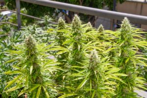 cultivo cannabis exterior planificación 1