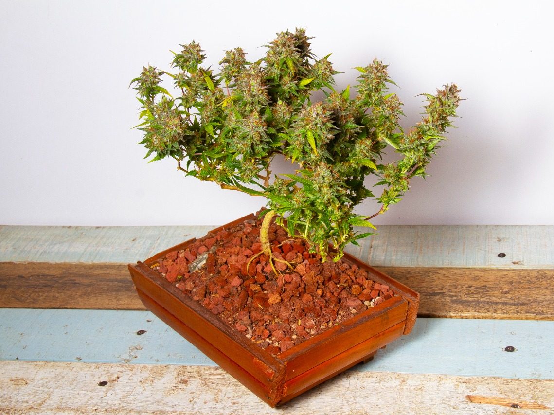 cannabis bonsai
