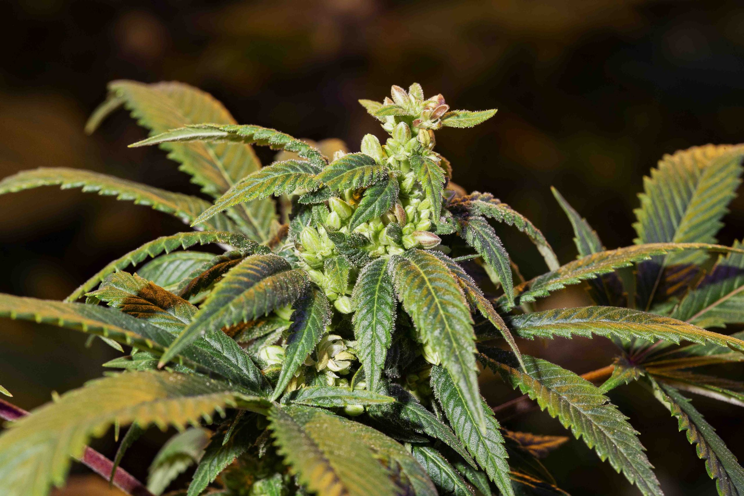 Qué es un banco de semillas de marihuana?