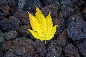 cannabis en hawái