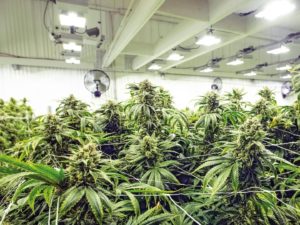 光をあまり使わずに屋内で大麻を栽培する方法