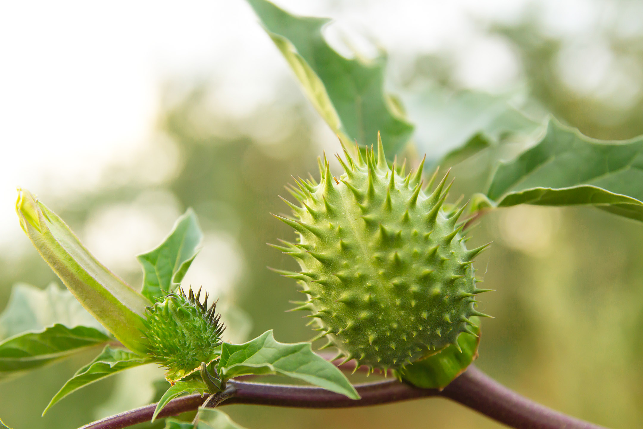 Datura Una Planta De La Medicina Y De La Psicon utica Datura Una Planta De La Medicina Y De La Psicon utica
