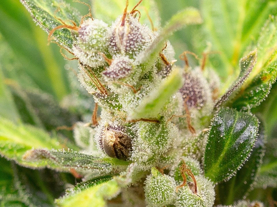 Cómo saber si una semilla de cannabis dará cogollos?