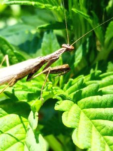 guía para identificar los insectos que tiene tu planta de marihuana