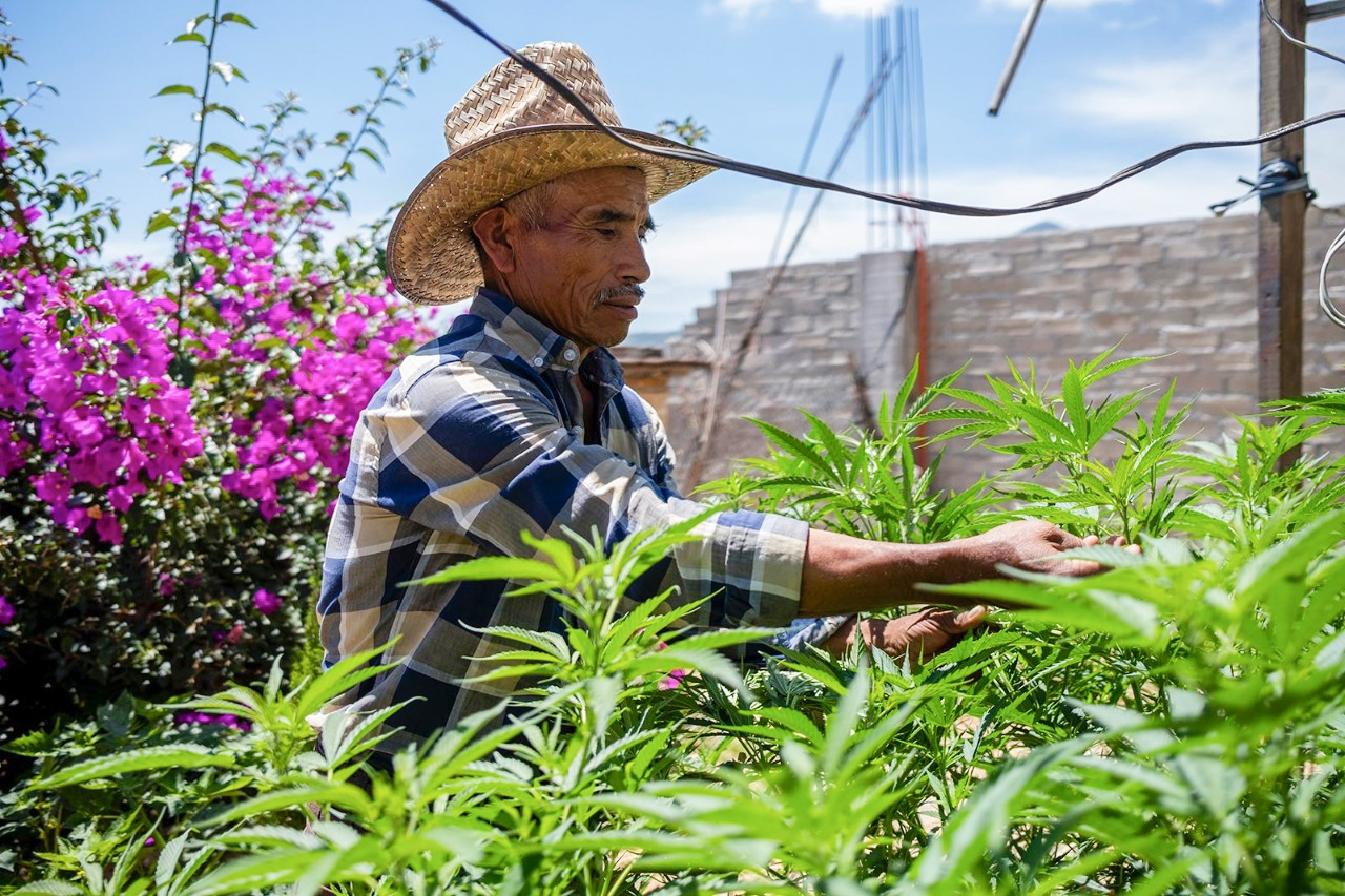 México cannabis indígena