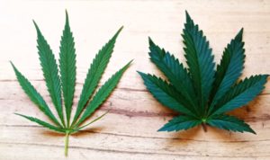 por que el cannabis tiene hojas de serrucho