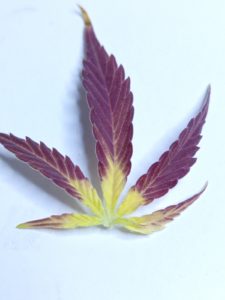 marihuana morada