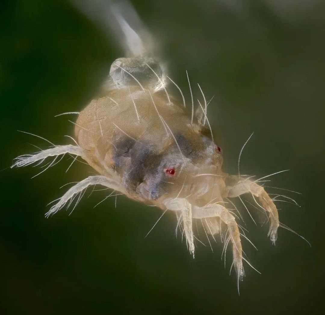 como evitar la araña roja