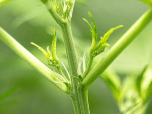 prefloración cannabis