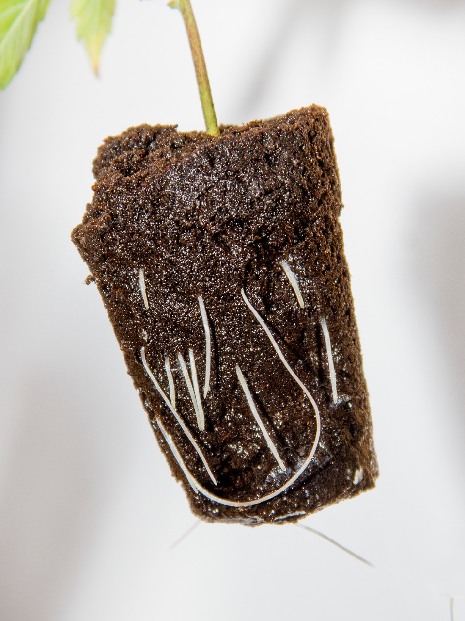 esquejes de marihuana