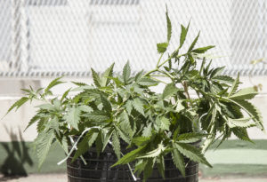 LST en el cultivo de cannabis