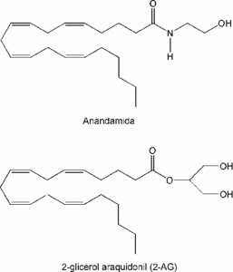 sistema endocannabinoide