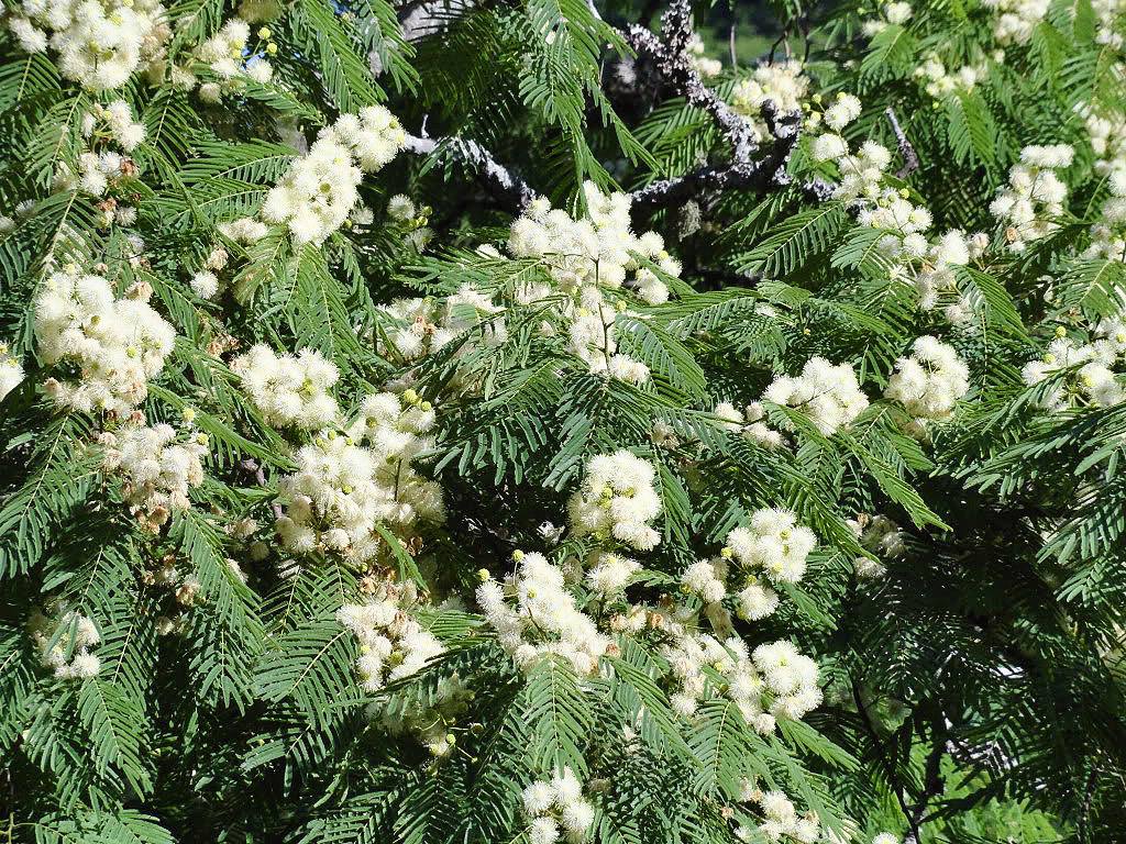 Yopo: el árbol alucinógeno que usaban los chamanes