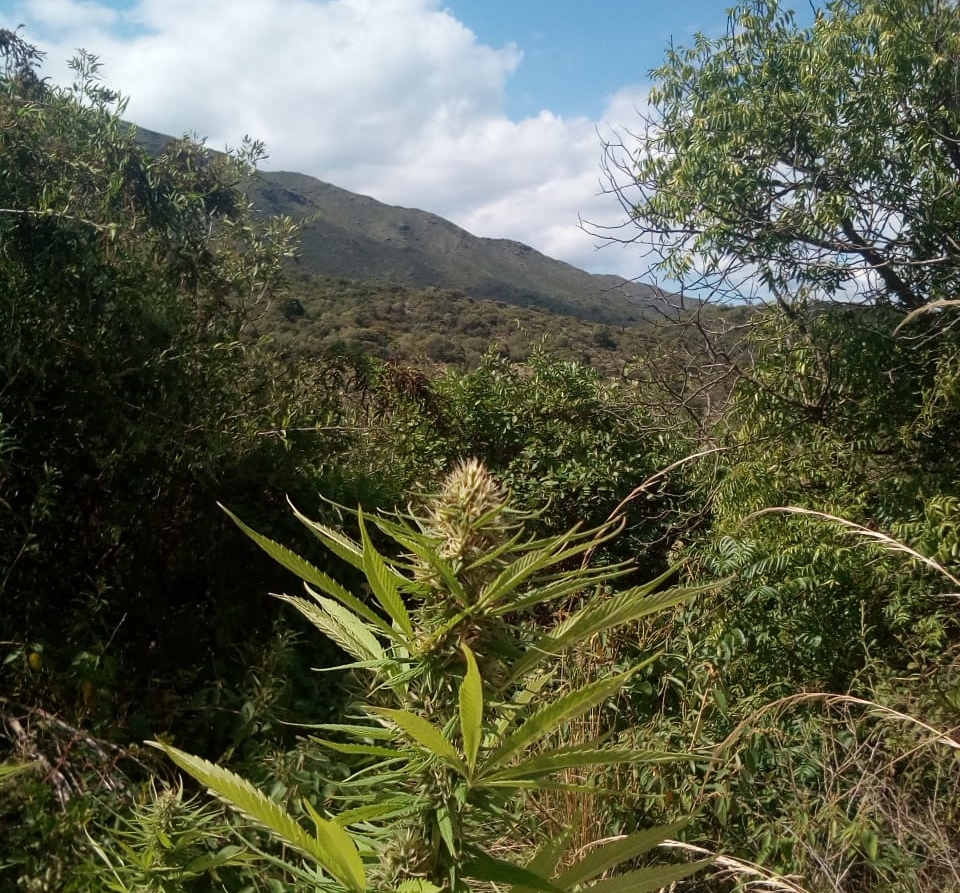 cultivo de cannabis en altitudes elevadas